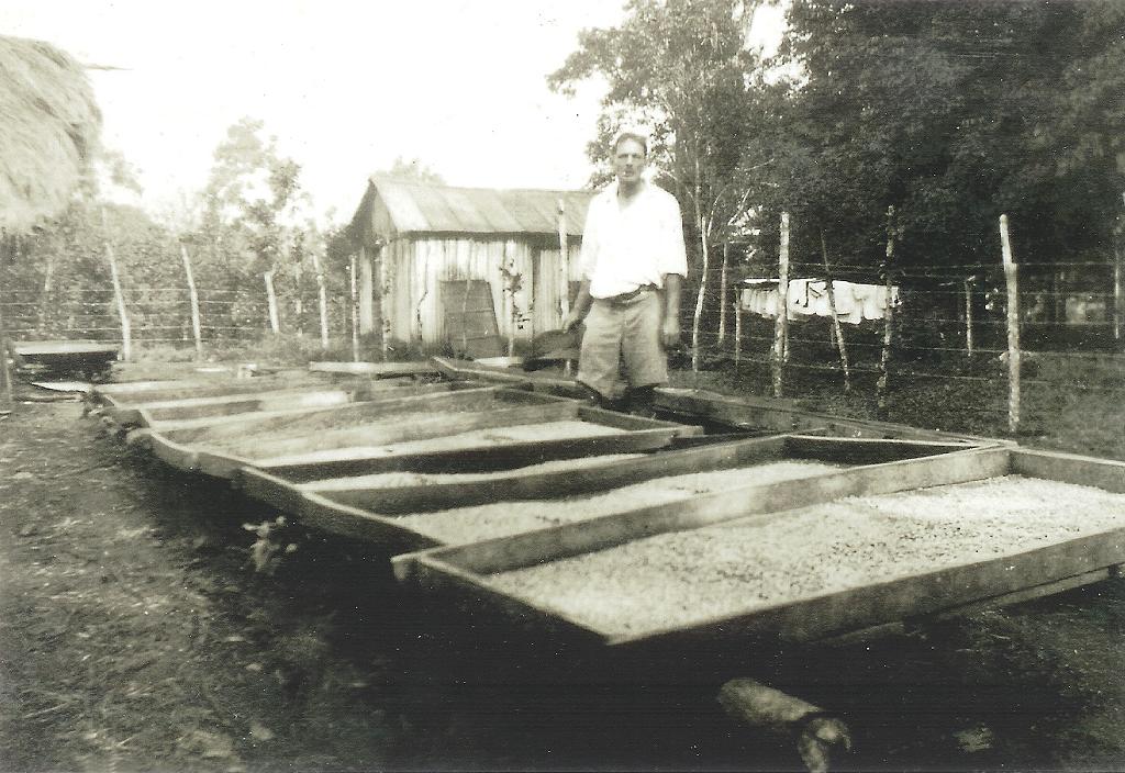 Cyril drying coffee in 1924.